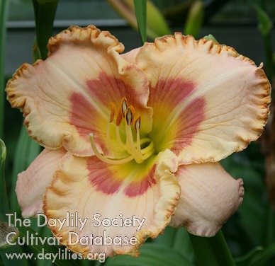 Daylily Petite Patisserie